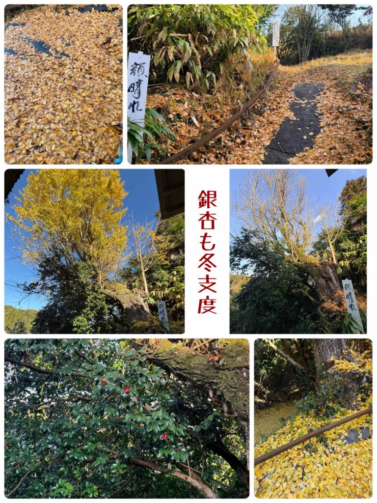 ー銀杏も冬支度の巻ー